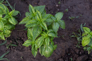 Green basil in the garden. Beautiful young basil plant. Growing spices outdoors.