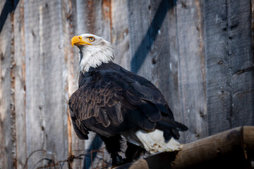 Close-up of Bald Eagle