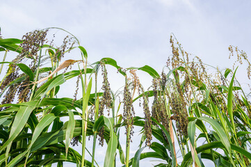 雑穀畑のもちきび