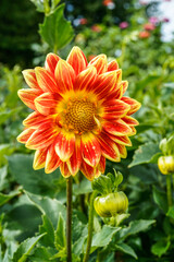 Red and yellow dahlia flower blooming in an outdoor flower garden.