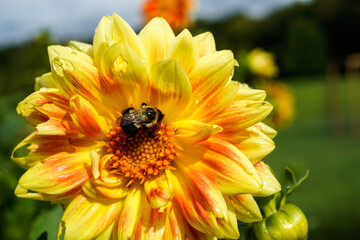 Bumblebee taking the pollen from a bright dahlia flower.