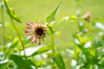 A single zinnia flower beginning to bloom in an outdoor garden space. Petals are not yet open. 