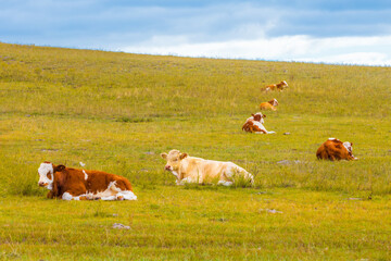 Shaggy hornless cows lie on an autumn meadow on a sunny day. Red white and beige bulls resting on a farm pasture