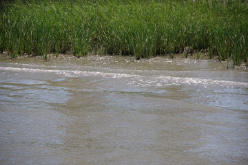 Reed grass at the side of a lake
