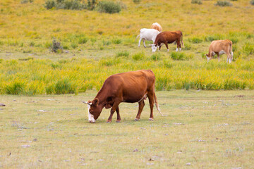 Fototapeta na wymiar Brown cow grazing in the autumn prairie. Cattle in green pasture. Blurred background