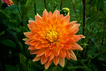 Bright motto dahlia flower. Large orange, yellow flower growing in an outdoor flower garden.