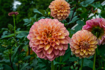 Large Milena Dahlia bloom with several smaller blooms nearby. Flowers growing in an outdoor garden space.