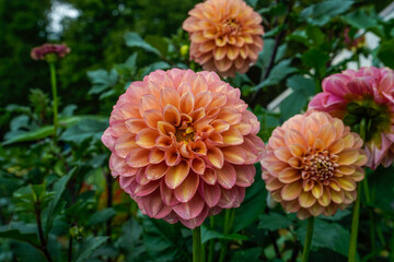Large Milena Dahlia bloom with several smaller blooms nearby. Flowers growing in an outdoor garden space. © Kathy