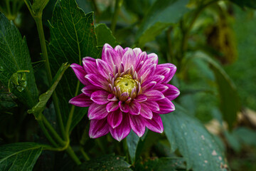 Close up of a purple dahlia flower blooming in an outdoor garden space.