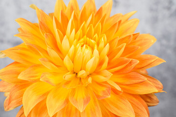 Bright motto dahlia flower. Large orange, yellow flower, gray background. Close up.