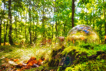 Lensball - Natur - Transparenz  - Zerbrechlich - Ecology - Glass Sphere - Bioeconomy - High quality...