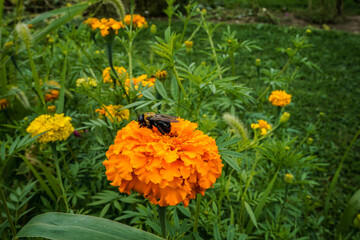 Red and yellow dahlia flower blooming in an outdoor flower garden.