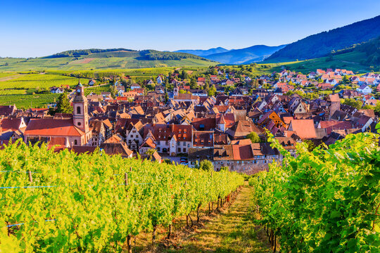 Riquewihr, France. Vineyards near the historic village. The Alsace Wine Route.