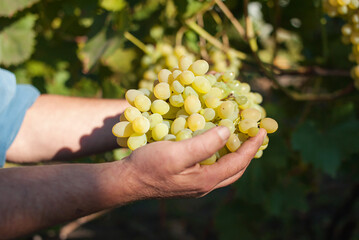 Naklejka na ściany i meble A man holds a bunch of ripe yellow grapes in the background of a vineyard close-up. Harvesting grapes