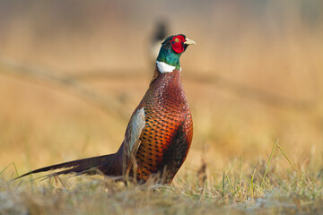 Common pheasant (Phasianus colchius) Ring-necked pheasant in natural habitat, blue background, grassland