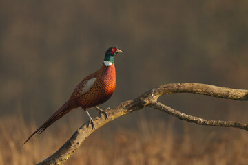 Common pheasant (Phasianus colchius) Ring-necked pheasant in natural habitat, blue background, grassland