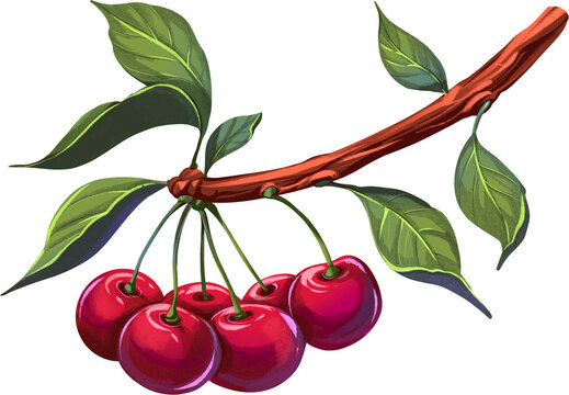 Cherry on a branch. Hand drawn png illustration with transparent background