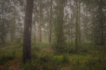 Fototapeta na wymiar Beautiful foggy woods