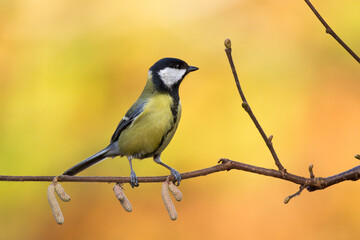 Obraz premium Colorful great tit ( Parus major ) perched on a tree trunk, photographed in horizontal, amazing background