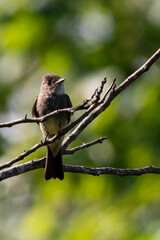 western wood pewee resting on a branch