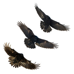 Obraz premium Birds flying ravens isolated on white background Corvus corax. Halloween - mix three birds