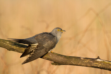 Cuckoo, Cuculus canorus, single bird - male on green background