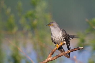 Cuckoo, Cuculus canorus, single bird - male on green background