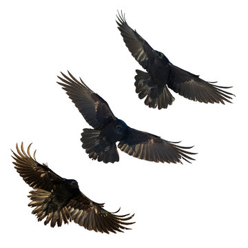 Birds flying ravens isolated on white background Corvus corax. Halloween - mix three birds