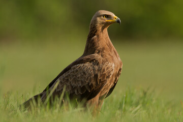 Birds of prey - Lesser Spotted Eagle ( Aquila pomarina 