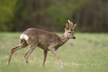 male roe deer Capreolus capreolus Majestic roe deer, capreolus capreolus, buck with large antlers approaching on green meadow in summer. Male mammal with orange fur walking through grass at sunrise © Marcin Perkowski