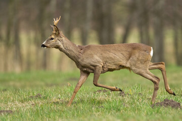 male roe deer Capreolus capreolus Majestic roe deer, capreolus capreolus, buck with large antlers approaching on green meadow in summer. Male mammal with orange fur walking through grass at sunrise © Marcin Perkowski