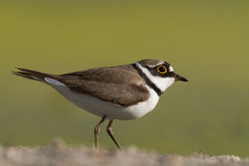 Bird Charadrius dubius, Little Ringed Plover on green background