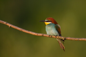 European Bee-Eater (Merops apiaster) perched on Branch near Breeding Colony. Wildlife scene of Nature in Northern Poland - Europe