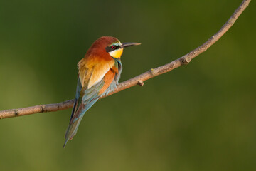 European Bee-Eater (Merops apiaster) perched on Branch near Breeding Colony. Wildlife scene of Nature in Northern Poland - Europe