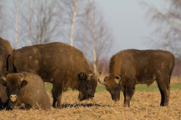 Mammals European bison Bison bonasus in winter time Knyszyn Forest Poland Europe