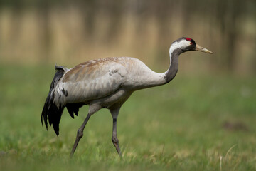 Wild common crane, grus grus, walking on hay field in spring nature. Large feathered bird landing on meadow from side view. Animal wildlife in wilderness