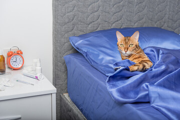A domestic cat infected with a cold or flu lies in bed.