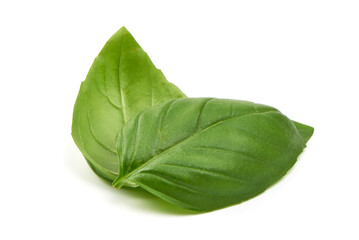 Fresh basil leaf isolated on white background, close up. Basil herb.