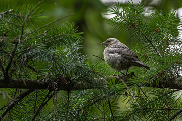 Female Brown-headed Cowbird (Molothrus ater)