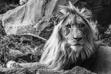 Male Lion (Panthera leo) Resting