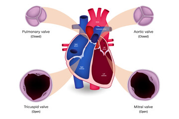 Human heart valve anatomy. Systole. Pulmonary valve, Aortic valve, Tricuspid valve and Mitral valve. - obrazy, fototapety, plakaty