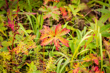 Autumn in Swedish Lapland