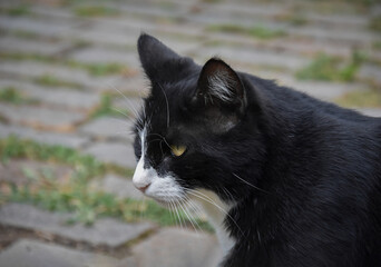 Portrait of a Black Cat