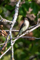eaetern phoebe resting on a branch