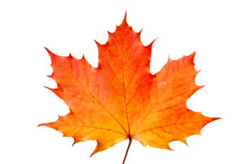 Ahornblatt im Herbst