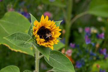 bumble bee collecting pollen from a bright yellow sunflower with colourful wildflowers blurred in the background