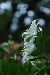 純潔を象徴する花