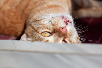 yellow catin the sun-kissed