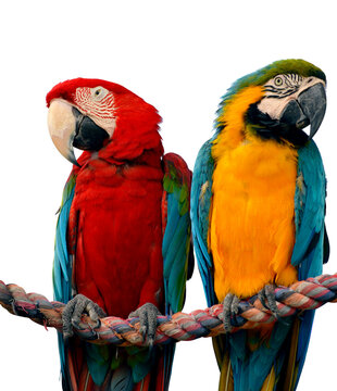 Blue and yellow macaw and a Scarlet macaw