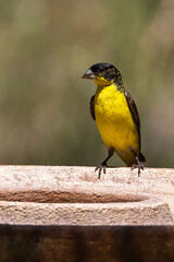 lesser goldfinch at the birdbath